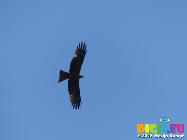 FZ016582 Red Kite (Milvus milvus)